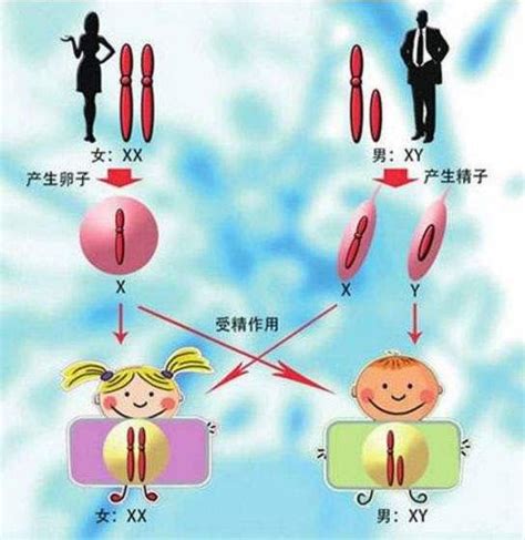 生男孩生女孩|生男生女是由父亲决定的还是母亲决定的